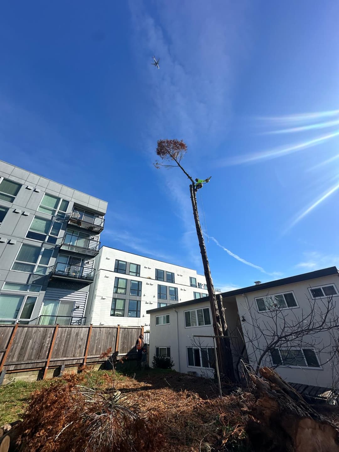 picture of a tree arborist cutting down a tree